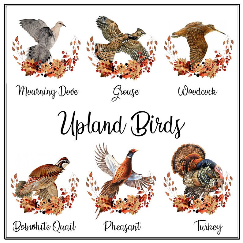 以下が含まれることがあります： 喪服の鳩、ライチョウ、ヤマシギ、ボブホワイトウズラ、キジ、七面鳥など、6種類の高地鳥のイラスト。それぞれの鳥は、リアルなスタイルで、詳細な羽根と模様が描かれています。鳥たちは秋の紅葉とベリーに囲まれており、お祭り気分と季節感を醸し出しています。