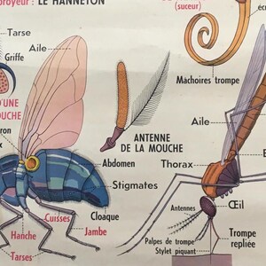 Fly Proboscus Scientific Poster Print - Etsy
