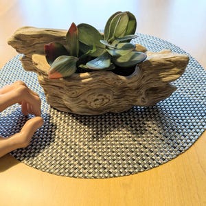 May include: A small succulent plant in a rustic, brown, wooden planter shaped like a tree trunk. The planter is sitting on a blue and white placemat.