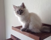 20% off Handcrafted Red Oak & Black Walnut Hardwood Cat Shelves, Set of 3