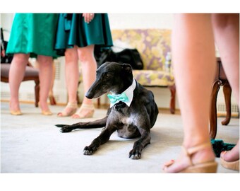 Dog Wedding Shirt Collar and Bow Tie (custom bow tie colors available)