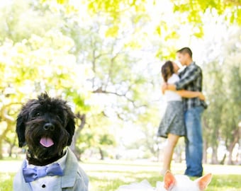 Grey Dog Tuxedo and Satin Shirt (custom tuxedo and bow colors available)