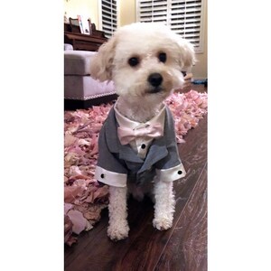 Grey Dog Tuxedo and Satin Shirt (custom tuxedo and bow colors available)