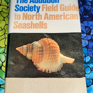 May include: The Audubon Society Field Guide to North American Seashells. The book cover features a seashell with orange, yellow, and white hues against a dark background. The book has a beige cover and spine, with the title in blue and orange.