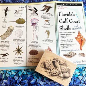 May include: A close-up of a book titled "Florida's Gulf Coast Shells and Beach Life." The book cover features a colorful seashell with a white background. The book is open to a page with illustrations of various sea creatures and shells. The book is lying on a blue and green tiled surface.