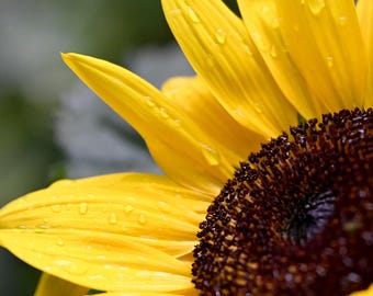 Climate Friendly Gardens PLR Articles & Tweets (10 Each)