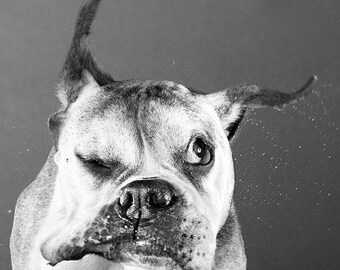 Pets PLR Bundle 50 Article Special for Etsy Sellers and Bloggers Building Customer Relations