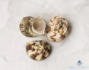 Silver Mouth Turbo Seashell-Turbo Argyrostoma Shell-Natural Shells-Hermit Crab