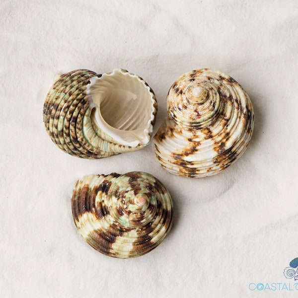 Silver Mouth Turbo Seashell-Turbo Argyrostoma Shell-Natural Shells-Hermit Crab