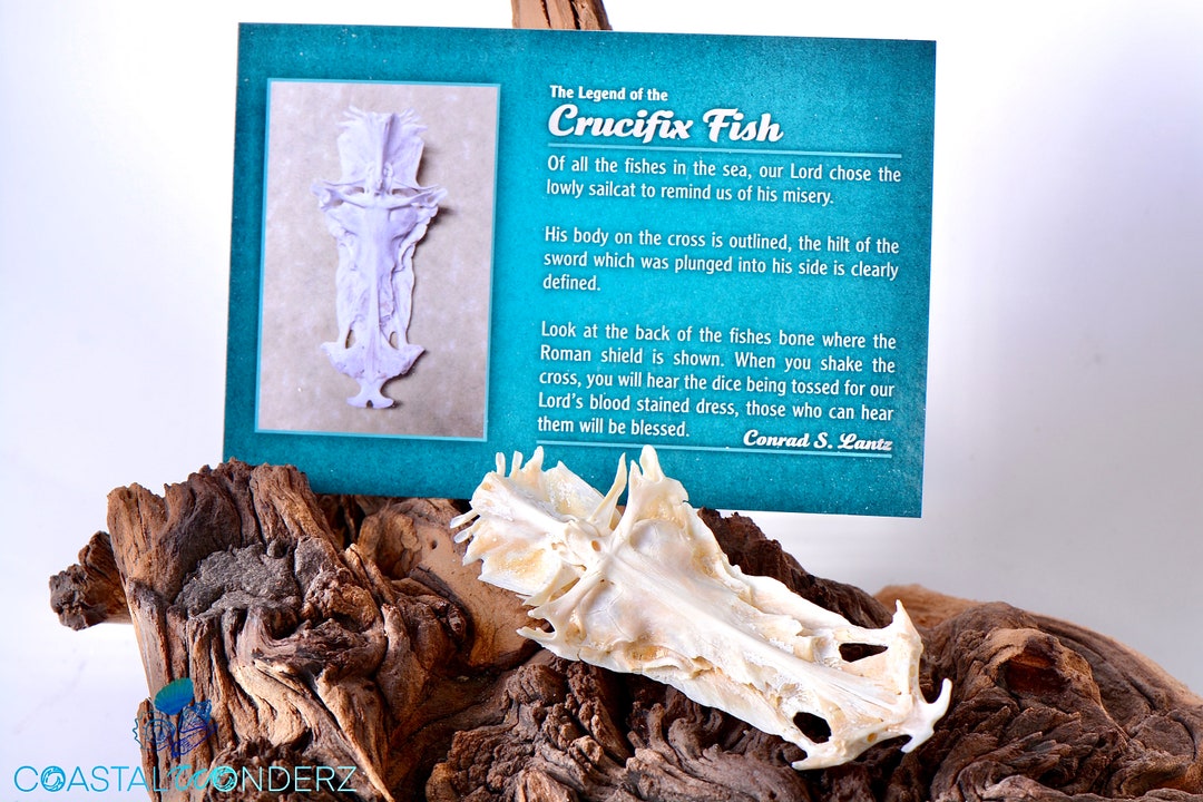 Sail Catfish Crucifixcrucifix Fish Bonegafftop Fish Etsy