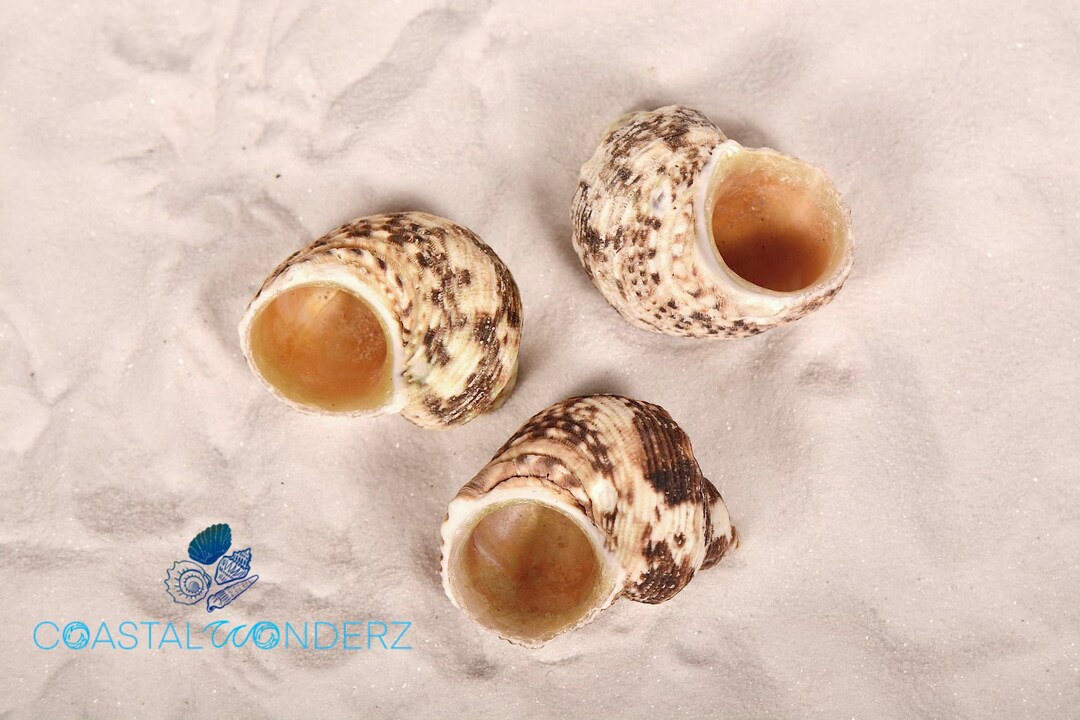 Gold Mouth Turbo Seashell Turbo Chrysostomus Shell Turban Shell Air ...