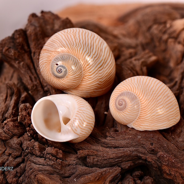 Nautica Lineata Moon Shells For Hermit Crabs, Crafts and Home Decor in Quantity of 5 shells