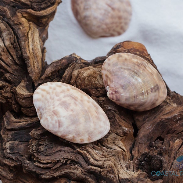 Calico Clam Florida Shell Halves Handpicked on Marco Island and Sanibel Island in Southwest Florida Size 1 1/2" - 2"+ Quantity 5 shells