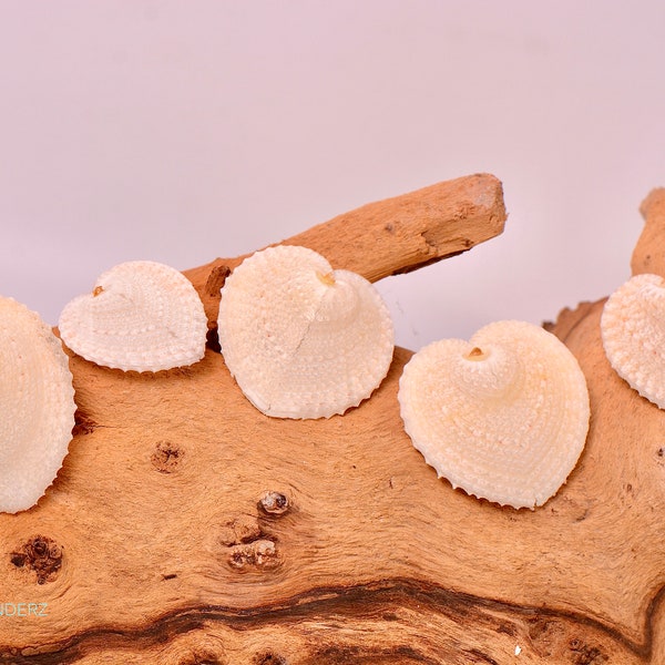 Heart Shaped Shell - Etsy