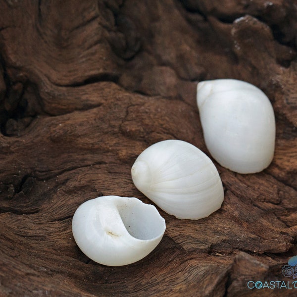 White Moon Shell for Coastal Beach Home Decor Wedding Decor and Crafts Hermit Crab Opening Size 0.50 - 1"