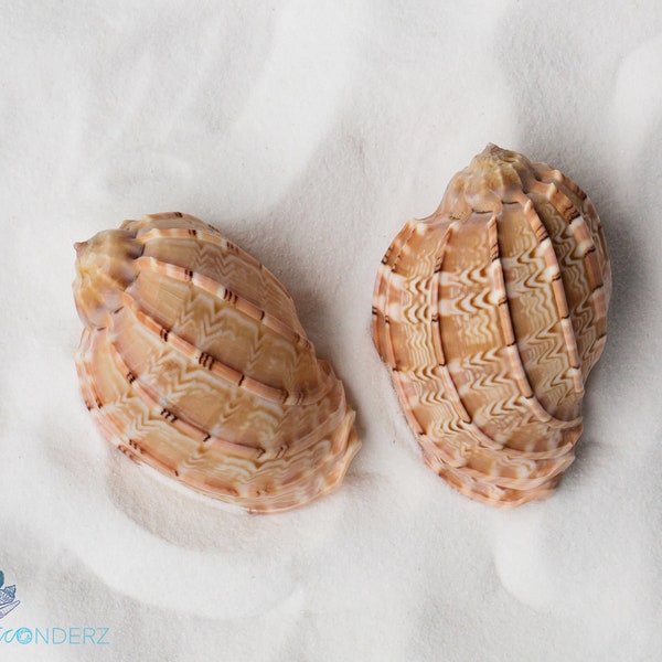 Harp Seashell or David Harp Shell Overall Shell Size 2.5 - 4"