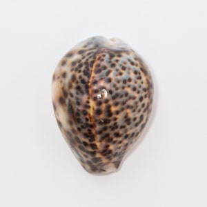 Tiger Cowrie Shell-Leho Seashell-Cypraea Tigris-Cowrie-Spotted Shell-Coastal Decor-Display Shell-Wedding-Size 2 1/4-3 1/2 image 2