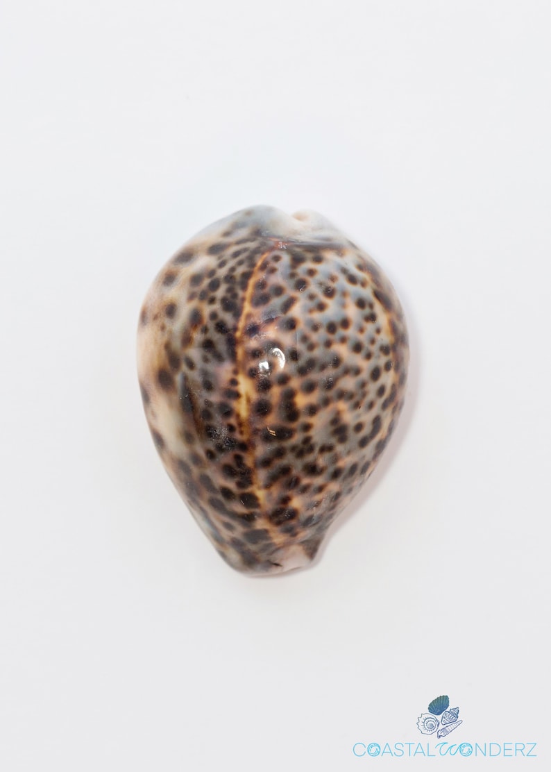 Tiger Cowrie Shell-Leho Seashell-Cypraea Tigris-Cowrie-Spotted Shell-Coastal Decor-Display Shell-Wedding-Size 2 1/4-3 1/2 image 2