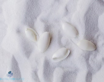 White Bubble Shell-Bullet Shell-Home Decor-Beach Decor-Wedding Decor-Craft Shell-Bulk-Size 1/2-1"