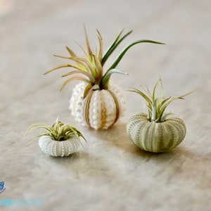 Sea Urchin Air Plant Tillandsia for the Plant Lover, Ocean Lover and for a Hermit Crab Snack.  A Beautiful Coastal Decor Accent All Natural