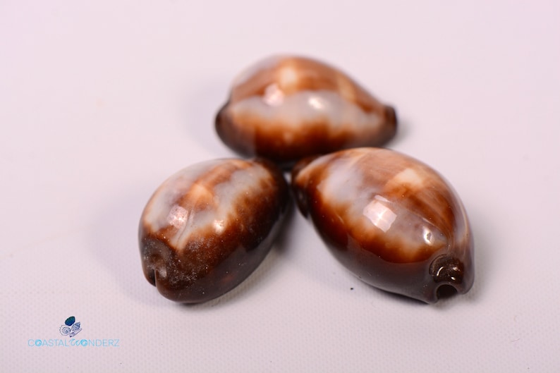 Onyx Cowrie Erronea Onyx Cypraea Onyx Size 1 1/4 1 2/3 image 1