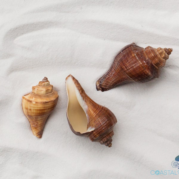 Vole Shell for Coastal Beach Home Decor and Craft Hermit Crab Opening Sizes 0.50 - 1.15"