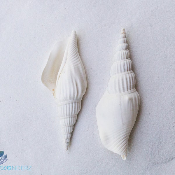 White Strombus Vittatus Shells-Home Decor-Wedding Decor-Craft Shells-Bulk-Size 2 1/2-3 1/4"