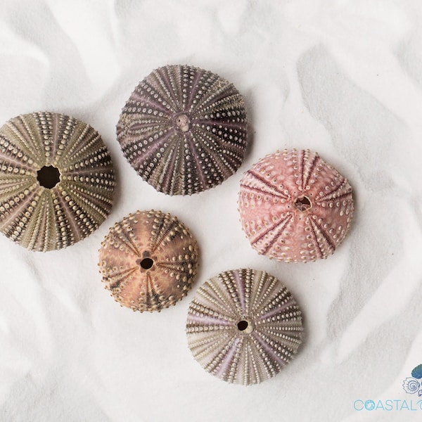 Sea Urchins Handpicked on Marco Island or Sanibel Island in Southwest Florida Size 1/2" - 2 1/2" Quantity 1, 3 or 5