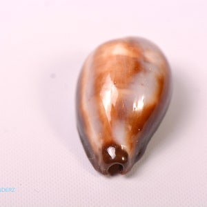 Onyx Cowrie Erronea Onyx Cypraea Onyx Size 1 1/4 1 2/3 image 2