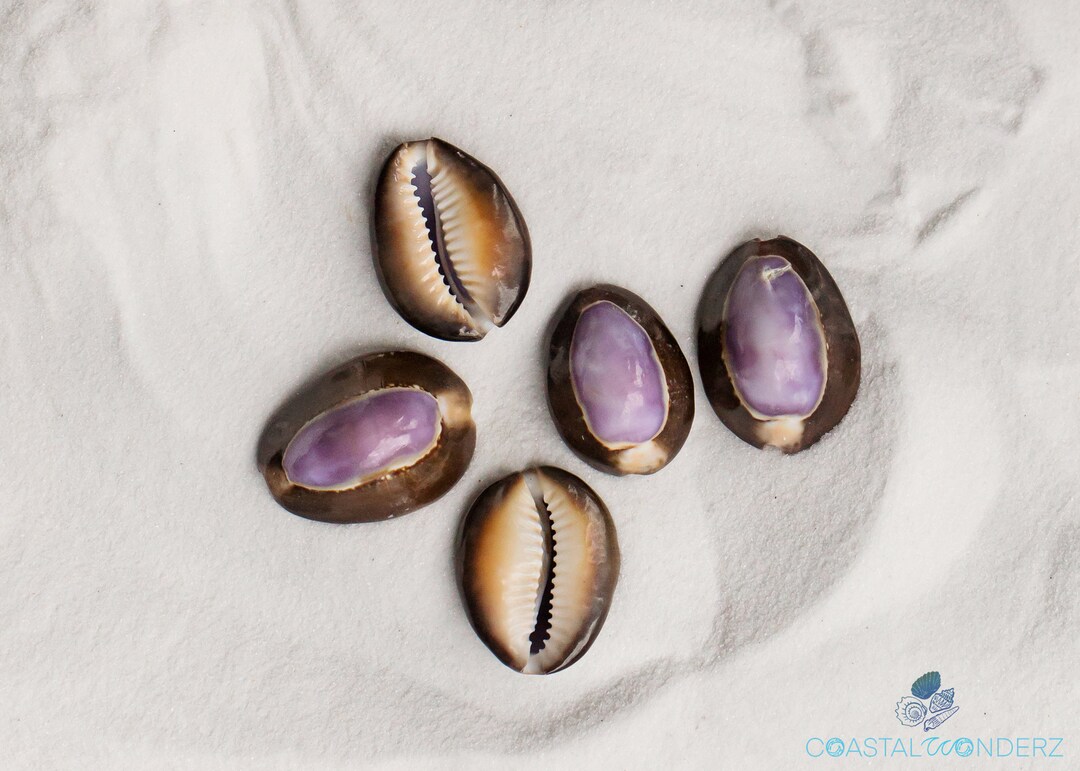 Purple Ringed Top Shell Purple Top Cowrie Seashell qty 10home Decor-beach Decor-craft Shell ...