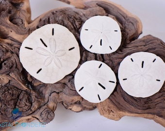 SAND DOLLARS CRAFT 5 Sand Dollars for Crafts and Painting 3 1/2 4