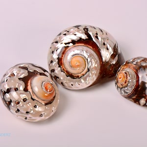 African Turbo Shell Turbo Sarmaticus Home Decor Beach Decor Terrarium Hermit Crab Shell Openings 1" - 2"