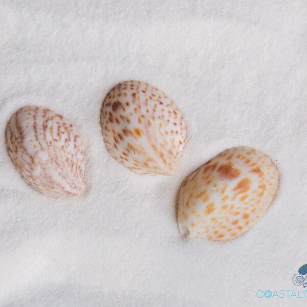 Spotted Slipper Seashell Quantity 4