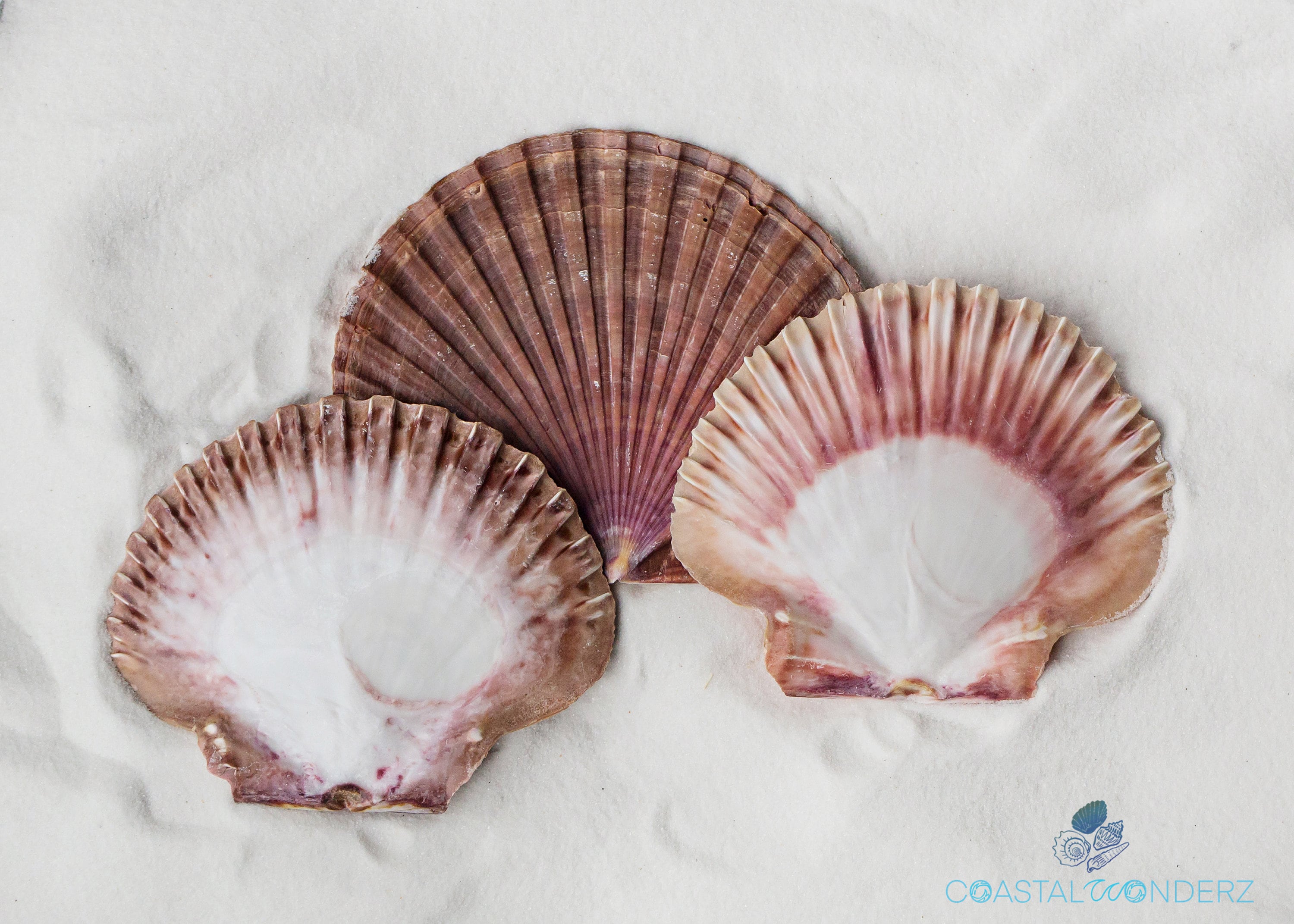 Mexican Deep Scallop Sea Shells - Pecten vogdesi