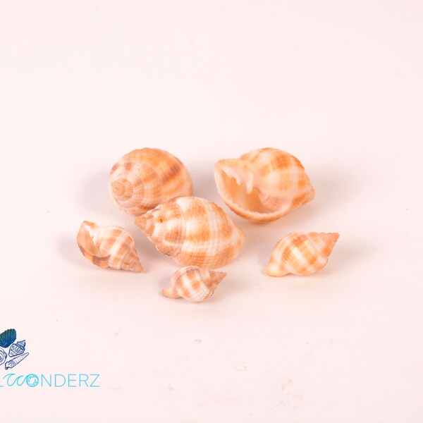 Nutmeg Florida Seashell Handpicked on Marco Island or Sanibel Island for Jewelry Crafts and Beach Decor Overall Shell Size 3/4" - 1 1/2"