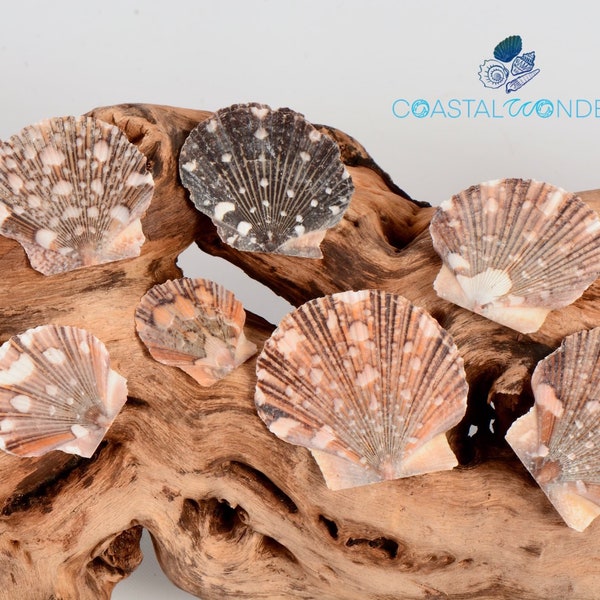 Baby Flat Scallop Seashell-Pecten Pyxidata Shell-Flat Scallop Seashell-BULK pricing 25/50/100-Craft Shells-Size 1-2"