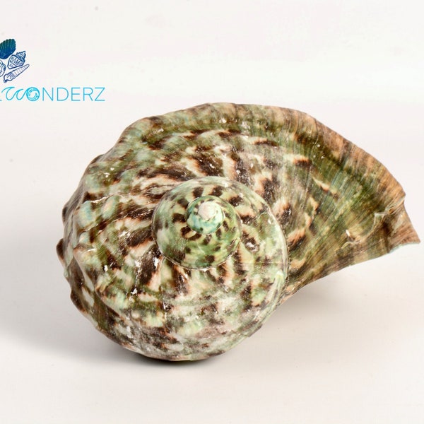 Green Marmoratus Turbo Shell Home Coastal Decor Air Plant Holder Hermit Crab Opening Size 3.47 - 3.70"