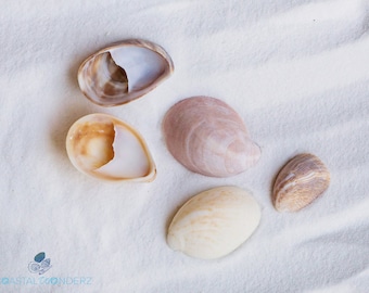 Slipper Florida Seashell Handpicked on Marco Island or Sanibel Island in Southwest Florida Quantity 10