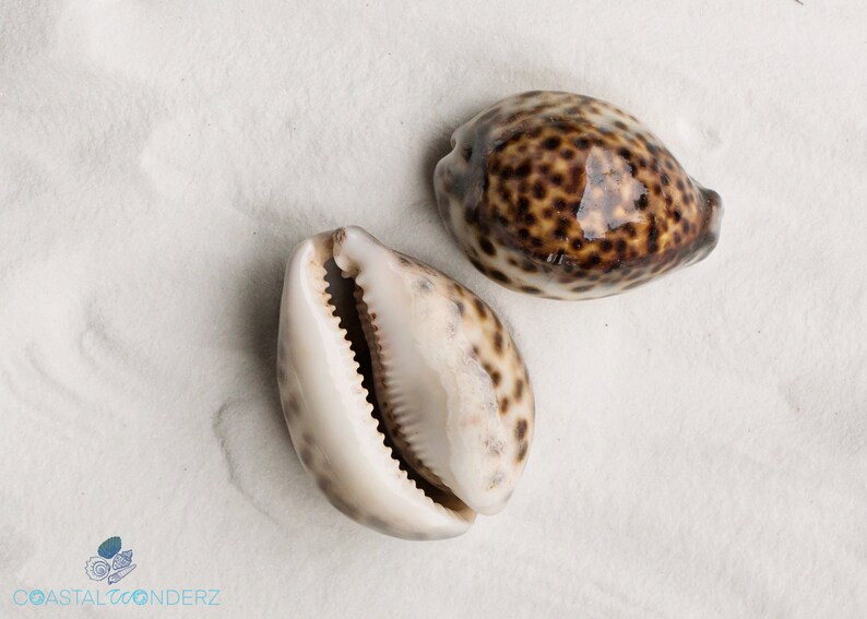 Tiger Cowrie Shell-Leho Seashell-Cypraea Tigris-Cowrie-Spotted Shell-Coastal Decor-Display Shell-Wedding-Size 2 1/4-3 1/2 image 1