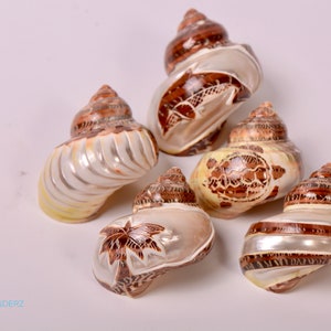 Carved Tapestry Turbo Shell Carved Petholatus Home Decor Beach Decor Hermit Crab Openings 0.90"- 1.35"