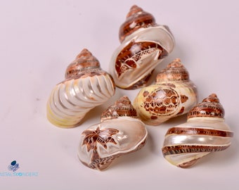 Carved Tapestry Turbo Shell Carved Petholatus Home Decor Beach Decor Hermit Crab Openings 0.90"- 1.35"