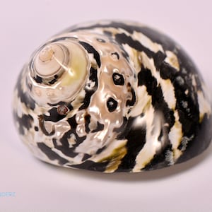 Magpie Turbo Seashell Polished Magpie Turbo Cittarium pica Home Decor Beach Decor Air Plant Holder Hermit Crab Opening Sizes 0.80" - 1.30"
