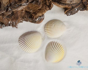 Haitian Rose Cockle Seashell (Qty 25)-Cockle Shells-Bulk Shells-Craft Shells-Cockle-Beach Decor-Wedding Decor-Size 1-2"