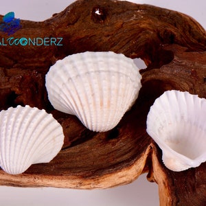Shells for Crafts, Seashells Crafts, Crafting Seashells, White Seashells,  White Sea Shells, Small Shells, Natural Seashell, White Shells 