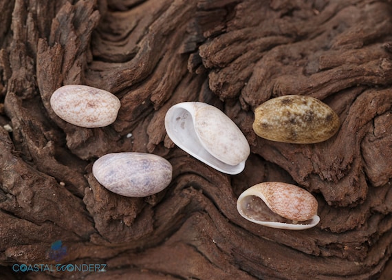 Bubble Seashell Handpicked on Marco Island or Sanibel Island in