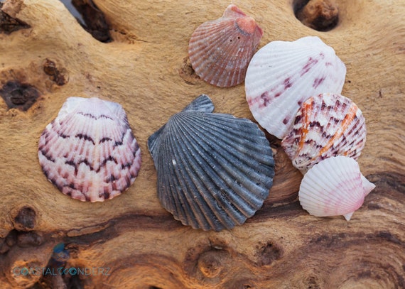 Scallop or Calico Scallop Florida Seashells Handpicked on Marco