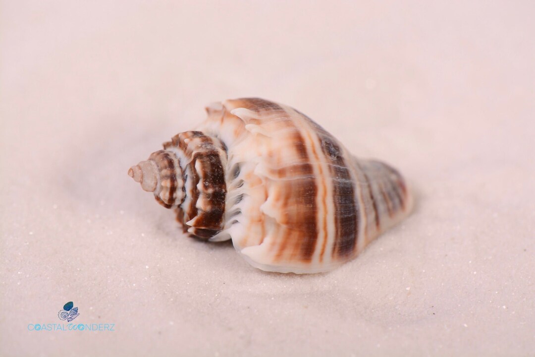 Conch Florida King Crown Conch Seashell Handpicked on Marco Island or ...
