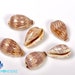 see more listings in the Cowrie Shells section