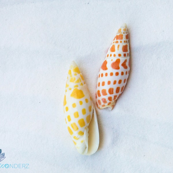 Small Episcopal Miter Seashell-Orange or Yellow-Home Decor-Beach Decor-Craft Shell-Size 1 1/2-3"