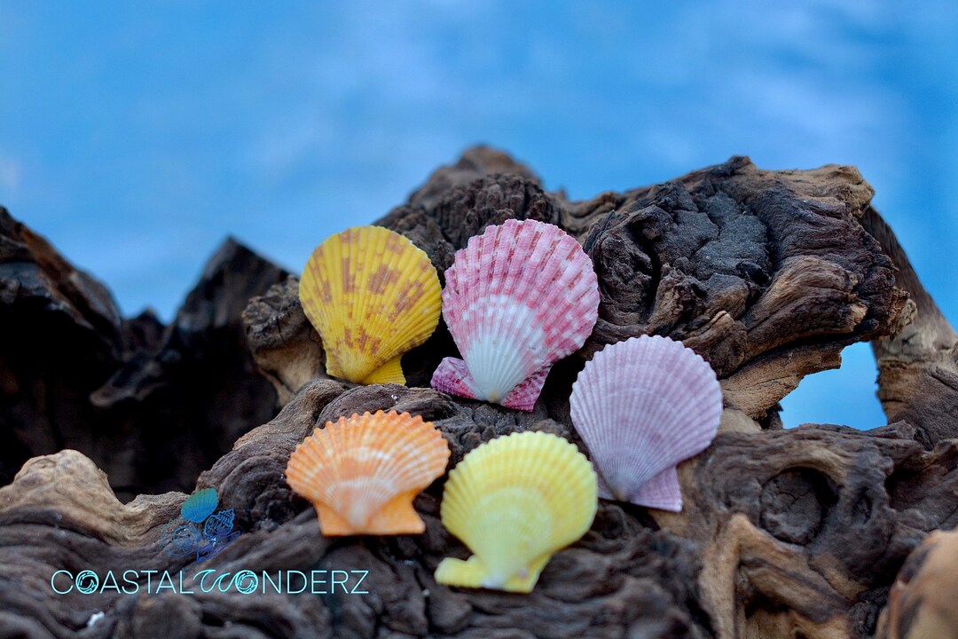 Noble Pecten Seashells Pecten Nobilisnatural Seashellcraft Shellsbulk Shellscolorful Shells